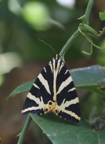 Écaille chinée (L') Euplagia quadripunctaria (Poda, 1761)