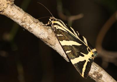 Écaille chinée (L') Euplagia quadripunctaria (Poda, 1761)