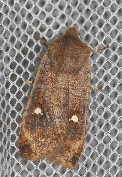 Satellite (Le) Eupsilia transversa (Hufnagel, 1766)