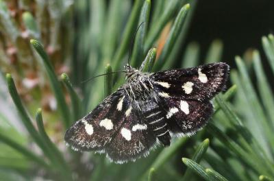  Eurrhypis pollinalis (Denis & Schiffermüller, 1775)