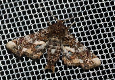 Noctuelle adulatrice (La) Eutelia adulatrix (Hübner, 1813)