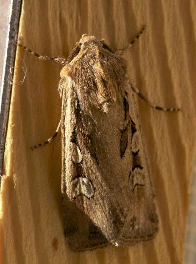 Noctuelle des Champs (La) Euxoa temera (Hübner, 1808)