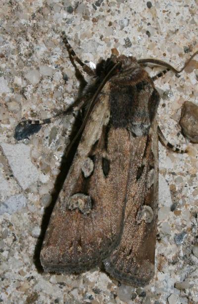 Noctuelle des Champs (La) Euxoa temera (Hübner, 1808)