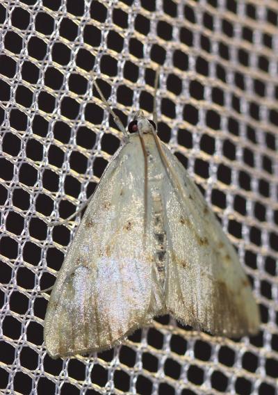  Evergestis extimalis (Scopoli, 1763)