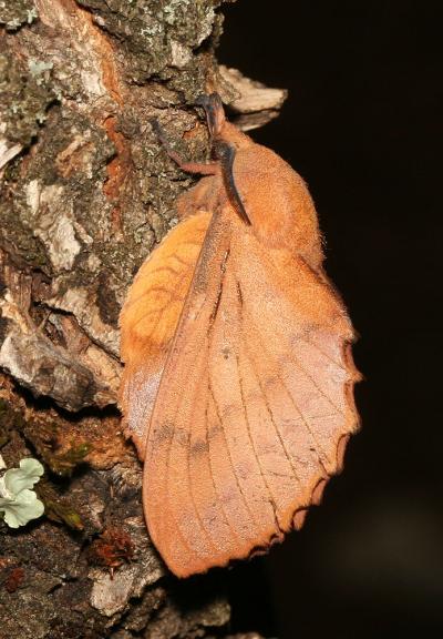 Feuille-Morte du Chêne (La) Gastropacha quercifolia (Linnaeus, 1758)