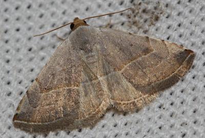 Polygramme (La) Eublemma polygramma (Duponchel, 1842)