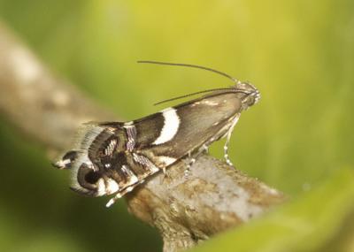  Glyphipterix equitella (Scopoli, 1763)