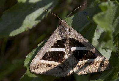 Noctuelle de la Salsepareille (La) Grammodes bifasciata (Petagna, 1787)