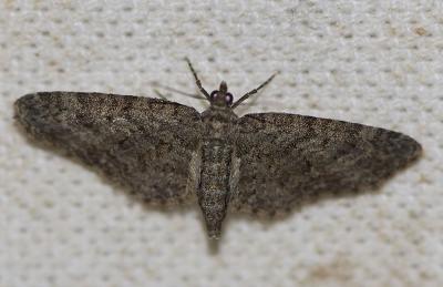 Fausse-Eupithécie (La) Gymnoscelis rufifasciata (Haworth, 1809)