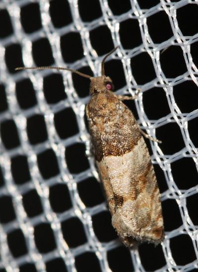  Gypsonoma aceriana (Duponchel, 1843)