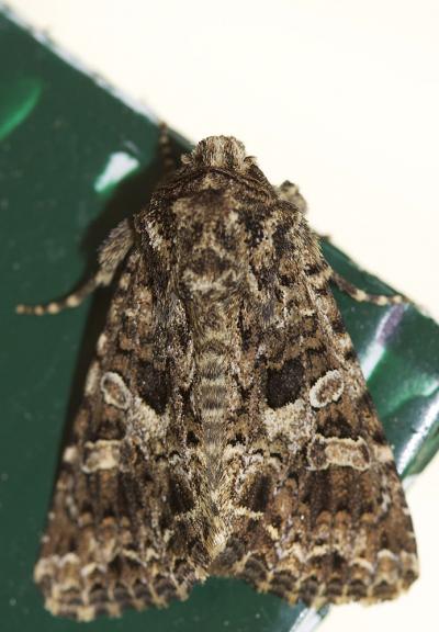 Noctuelle carpophage (La) Hadena perplexa (Denis & Schiffermüller, 1775)