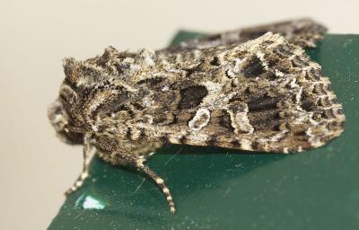 Noctuelle carpophage (La) Hadena perplexa (Denis & Schiffermüller, 1775)