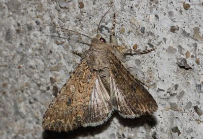 Noctuelle de l'Ansérine (La) Hadula trifolii (Hufnagel, 1766)