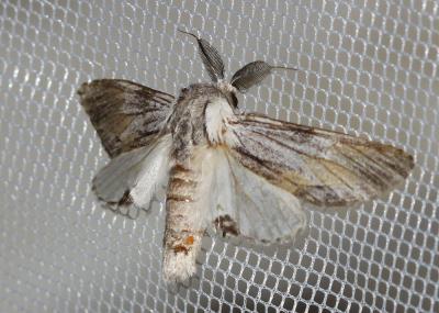 Dragon (Le) Harpyia milhauseri (Fabricius, 1775)