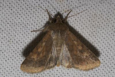 Armigère (L') Helicoverpa armigera (Hübner, 1808)