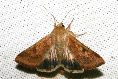 Noctuelle peltigère (La) Heliothis peltigera (Denis & Schiffermüller, 1775)