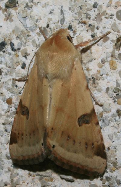 Noctuelle peltigère (La) Heliothis peltigera (Denis & Schiffermüller, 1775)