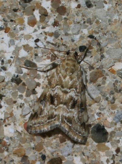  Hellula undalis (Fabricius, 1781)