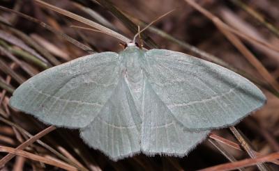 Hémithée printanière (L') Hemistola chrysoprasaria (Esper, 1795)