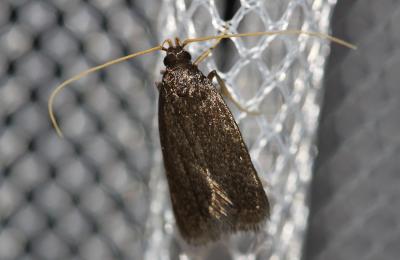  Homaloxestis briantiella (Turati, 1879)