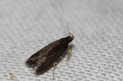  Homaloxestis briantiella (Turati, 1879)