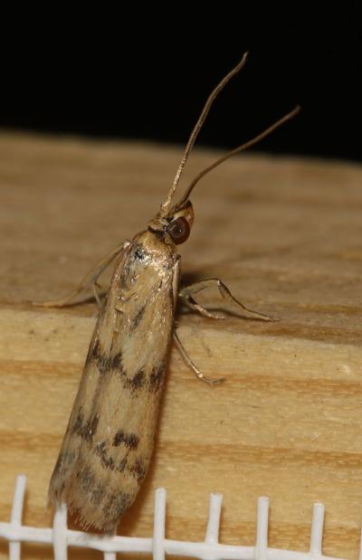  Homoeosoma sinuella (Fabricius, 1794)