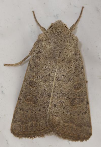 Ambiguë (L') Hoplodrina ambigua (Denis & Schiffermüller, 1775)