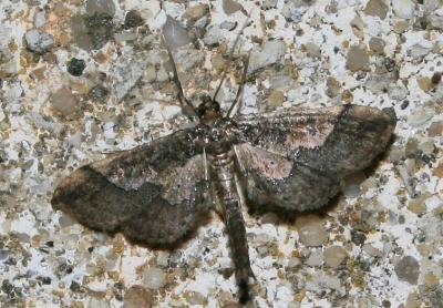  Hydriris ornatalis (Duponchel, 1832)