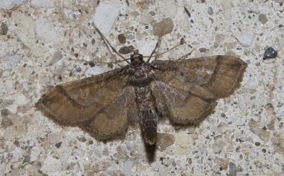 Hydriris ornatalis (Duponchel, 1832)