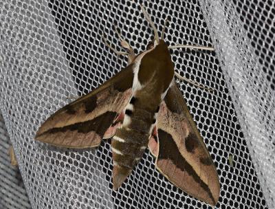 Sphinx de l'Euphorbe (Le) Hyles euphorbiae (Linnaeus, 1758)