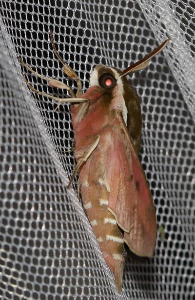 Sphinx de l'Euphorbe (Le) Hyles euphorbiae (Linnaeus, 1758)