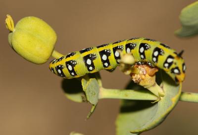Sphinx de l'Euphorbe (Le) Hyles euphorbiae (Linnaeus, 1758)