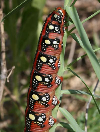 Sphinx de l'Euphorbe (Le) Hyles euphorbiae (Linnaeus, 1758)