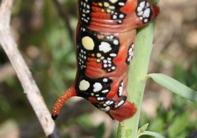 Sphinx de l'Euphorbe (Le) Hyles euphorbiae (Linnaeus, 1758)