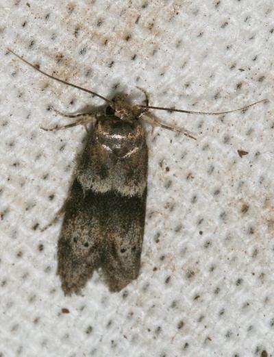  Hypatopa segnella (Zeller, 1873)