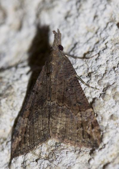 Hypène des ponts (L') Hypena obsitalis (Hübner, 1813)