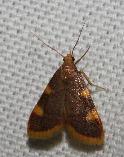  Hypsopygia costalis (Fabricius, 1775)