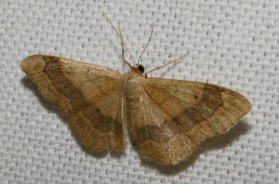 Impolie (L), l'Acidalie détournée (L') Idaea aversata (Linnaeus, 1758)