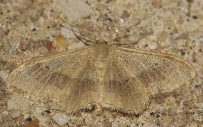 Impolie (L), l'Acidalie détournée (L') Idaea aversata (Linnaeus, 1758)