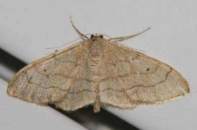 Impolie (L), l'Acidalie détournée (L') Idaea aversata (Linnaeus, 1758)