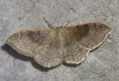 Acidalie dégénérée (L') Idaea degeneraria (Hübner, 1799)