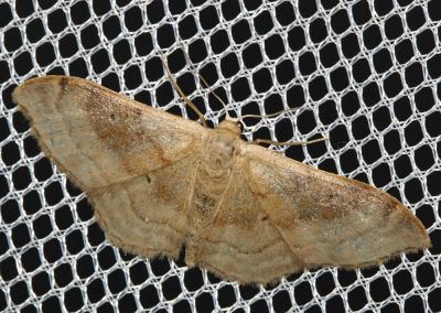 Acidalie dégénérée (L') Idaea degeneraria (Hübner, 1799)