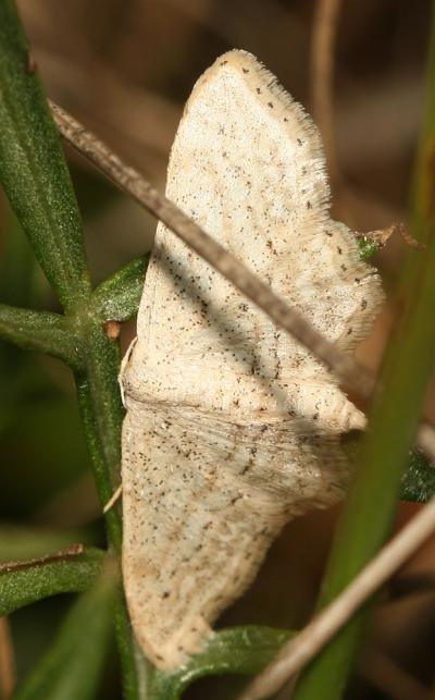 Acidalie allongée (L') Idaea elongaria (Rambur, 1833)