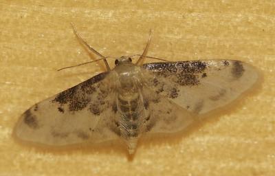 Acidalie rustique du Midi (L') Idaea filicata (Hübner, 1799)
