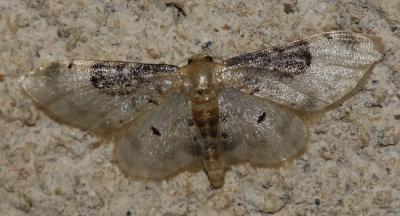Acidalie rustique du Midi (L') Idaea filicata (Hübner, 1799)