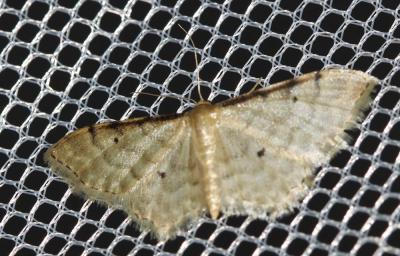 Acidalie familière (L') Idaea fuscovenosa (Goeze, 1781)