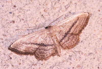 Acidalie traversée (L') Idaea mediaria (Hübner, 1819)
