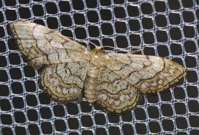 Coquille (La), Acidalie chapelet (L') Idaea moniliata (Denis & Schiffermüller, 1775)