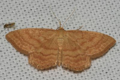 Acidalie ocreuse (L') Idaea ochrata (Scopoli, 1763)