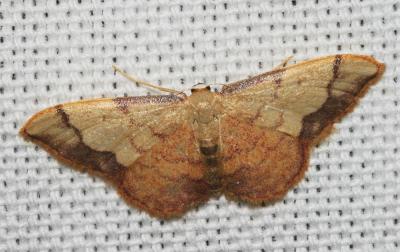 Acidalie purpurine (L') Idaea ostrinaria (Hübner, 1813)